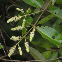 Terminalia arjuna (Roxb. ex DC.) Wight & Arn.